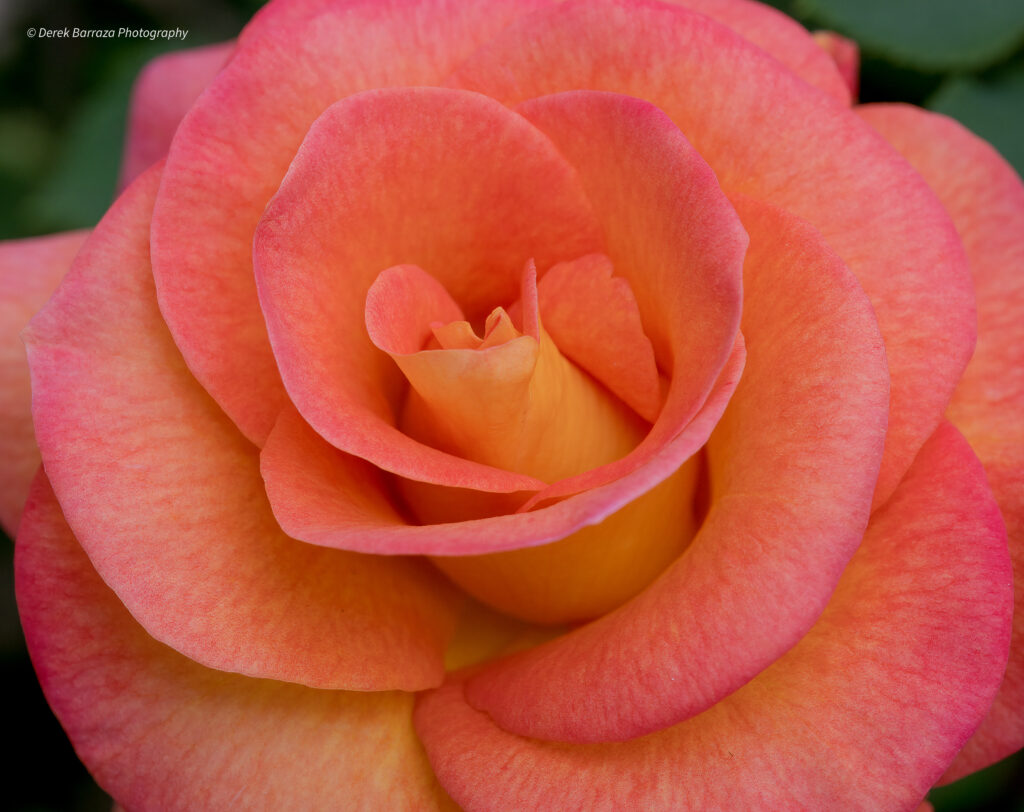 Derek Barraza Photography Still Life Sunset Rose, Lake Forest, CA