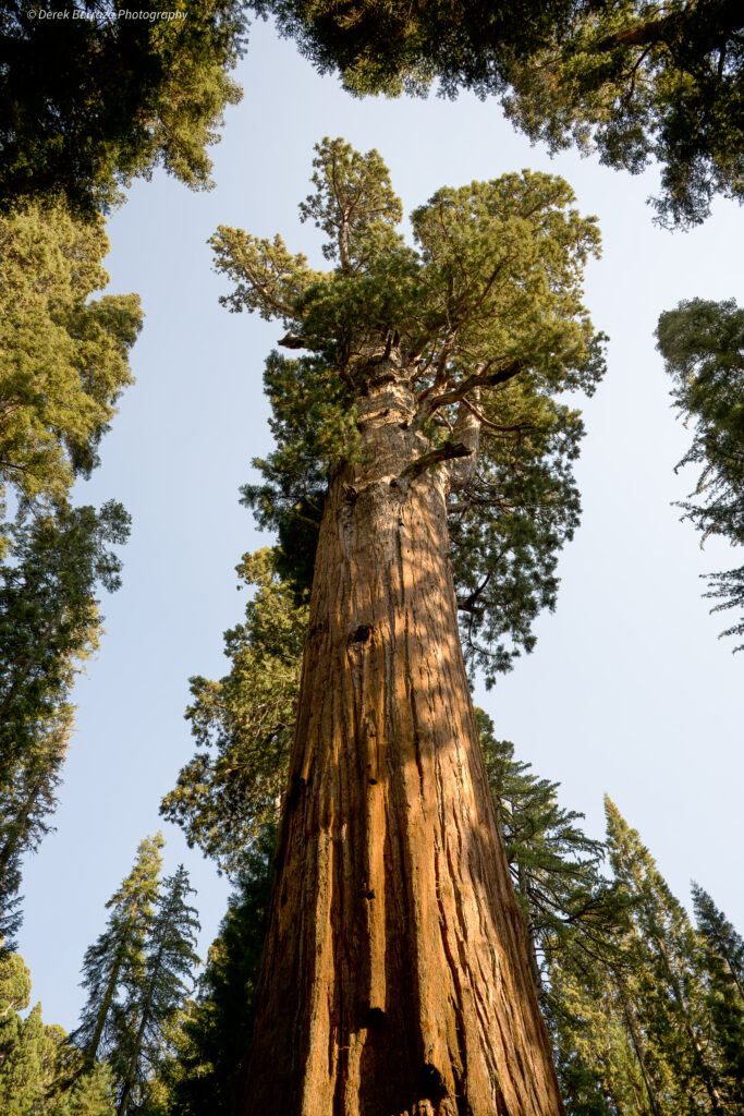 Derek Barraza Photography Still Life General Sherman Sequoia National Park, CA