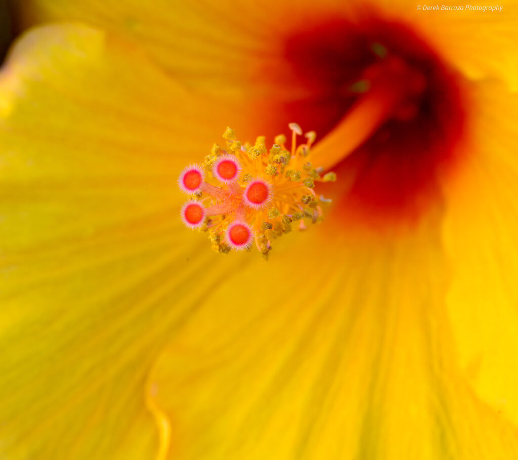 Derek Barraza Photography Still Life Hawaiian Punch Hibiscus, Lake Forest, CA
