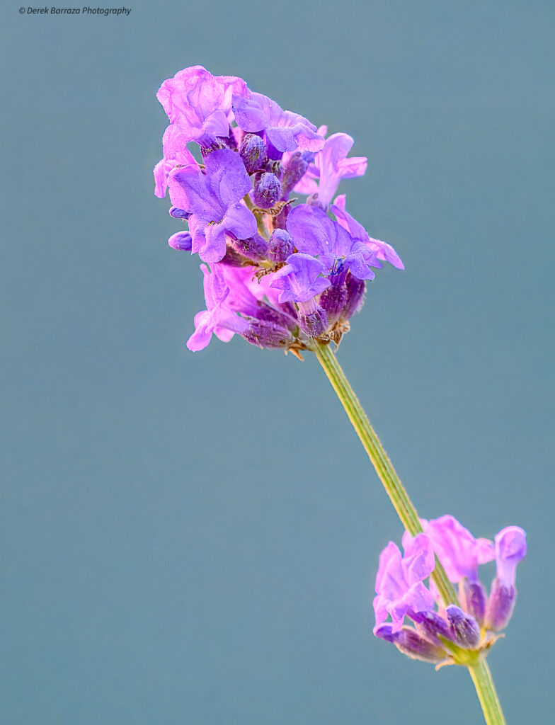 Derek Barraza Photography Still Life Spanish Lavender, Lake Forest, CA